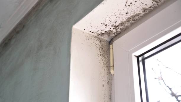 Best Black Mold Remediation in Valley Hill, NC